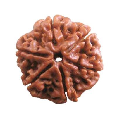 6 Mukhi Rudraksha - Prabhuaastha