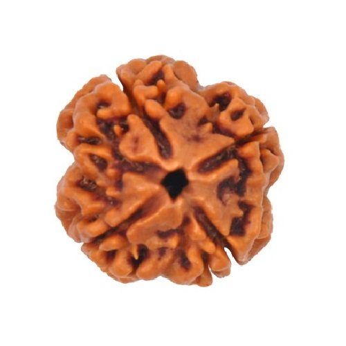 4 Mukhi Rudraksha - Prabhuaastha