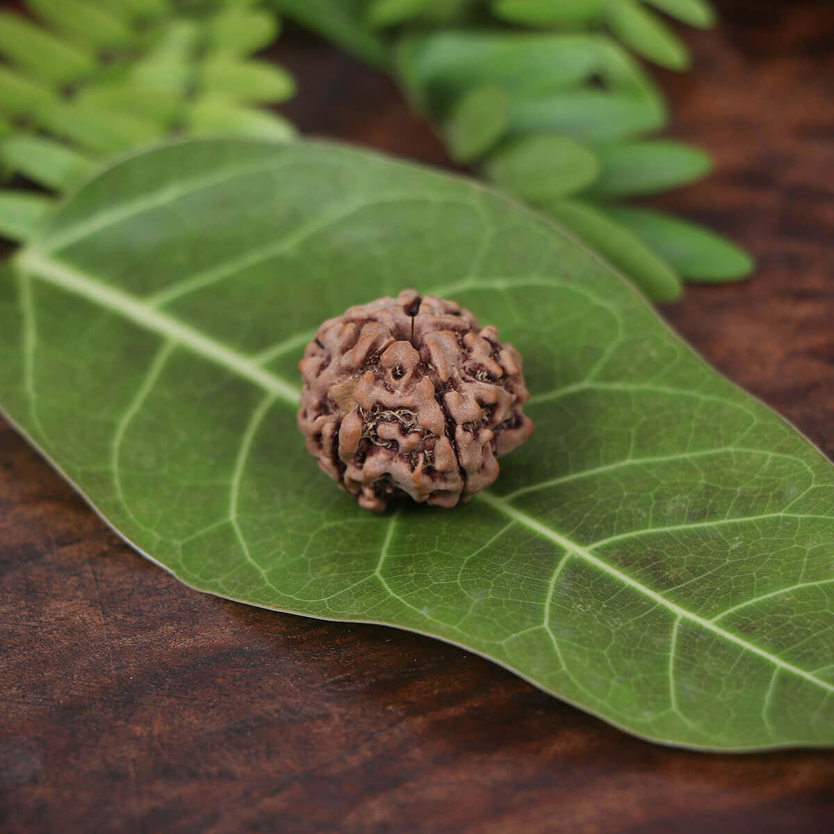 5 Mukhi Rudraksha Original With Certificate - Prabhuaastha