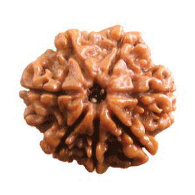 7 Mukhi Rudraksha - Prabhuaastha