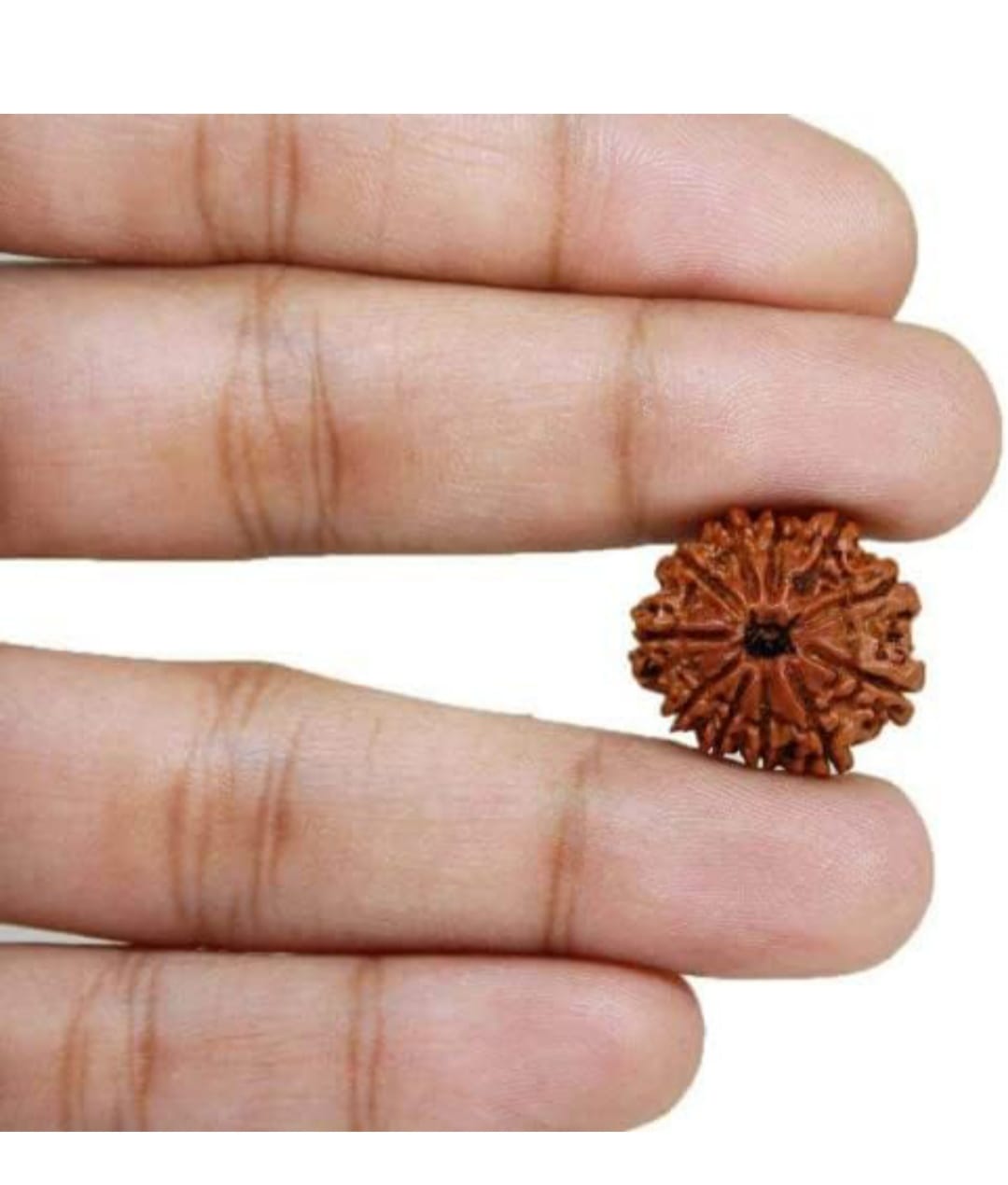 11 Mukhi Rudraksha