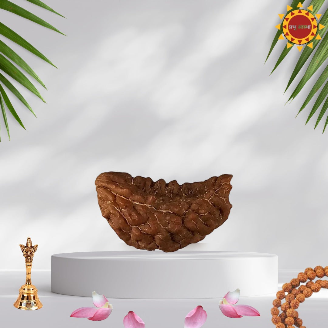 1 Mukhi Rudraksha