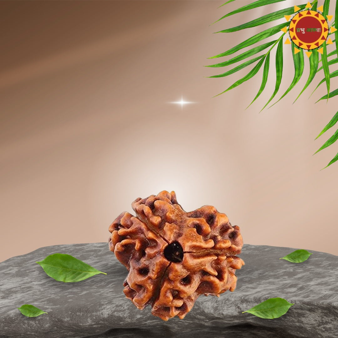 Original 3 Mukhi Rudraksha