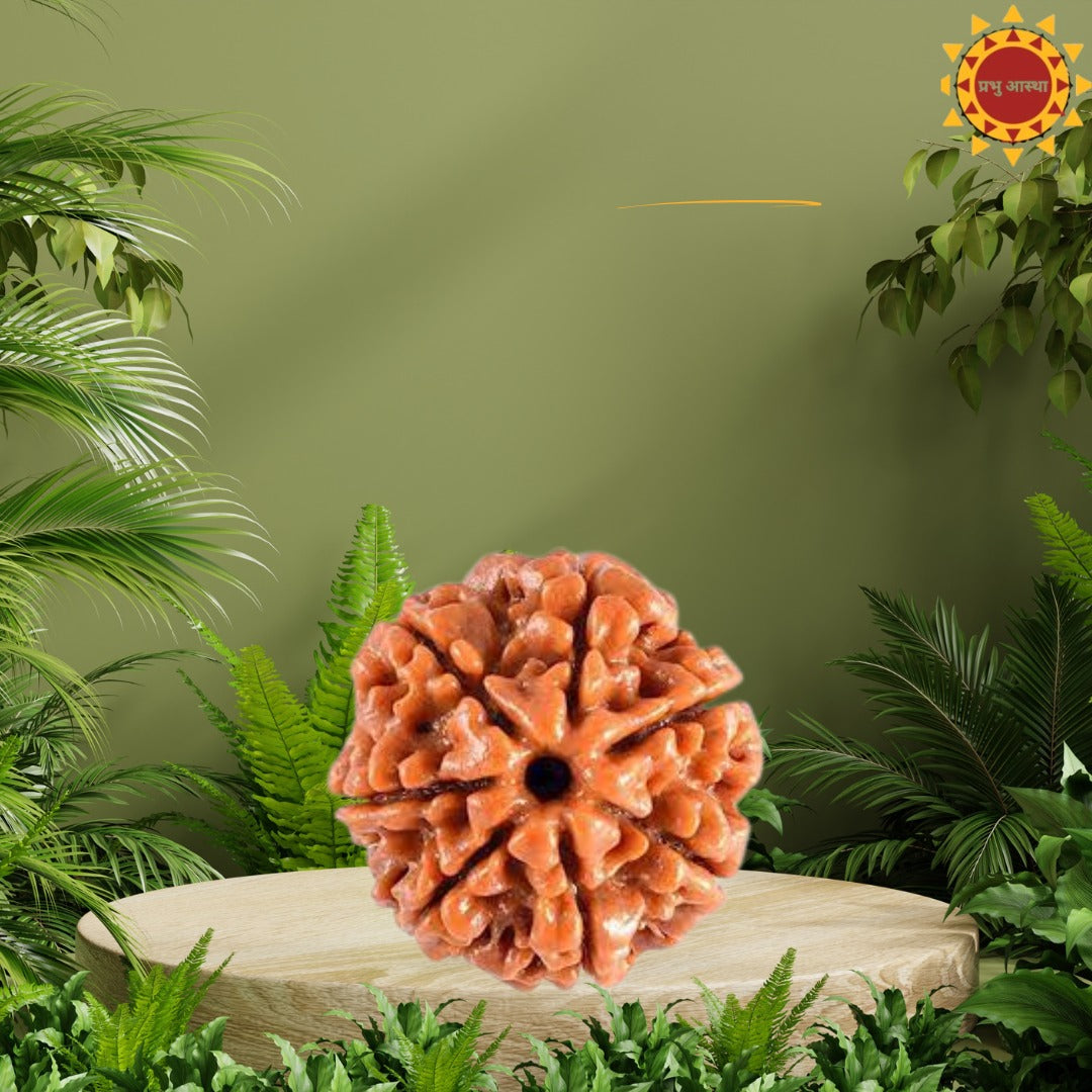 7 Mukhi Rudraksha