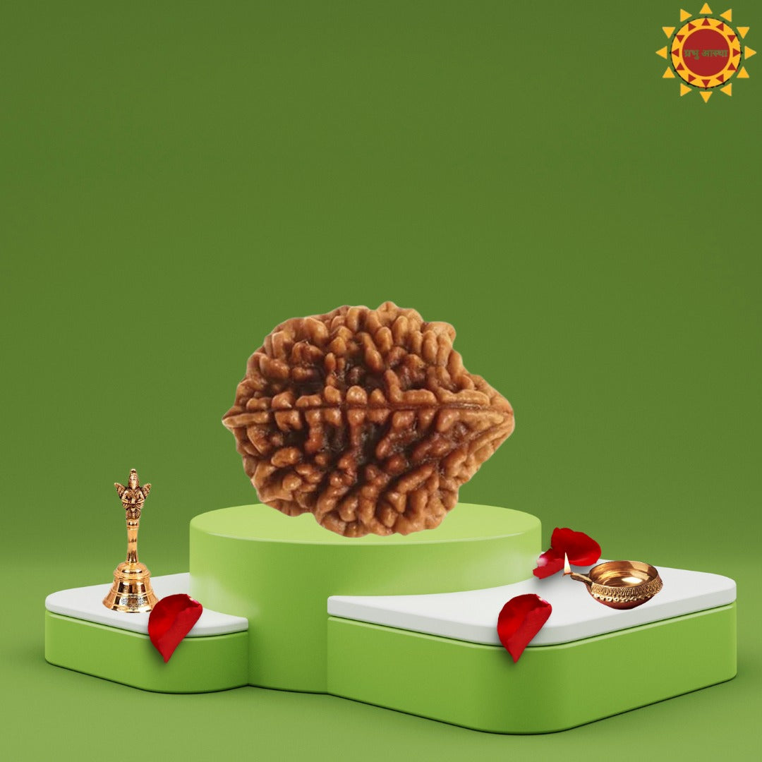 2 Mukhi Rudraksha