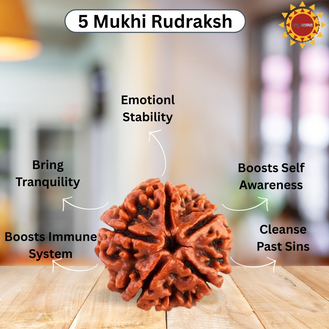 5 Mukhi Rudraksha Original With Certificate
