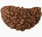 Original Ekmukhi Rudraksha - Prabhuaastha