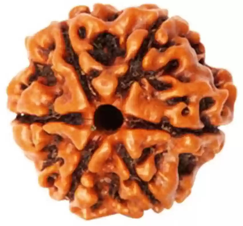 6 Mukhi Rudraksha - Prabhuaastha