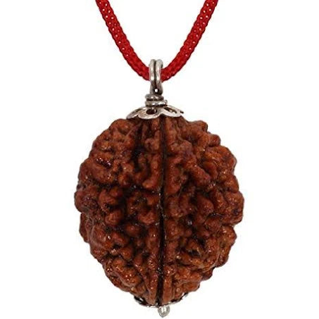 2 Mukhi Rudraksha - Prabhuaastha