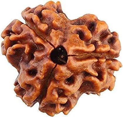 Original 3 Mukhi Rudraksha - Prabhuaastha