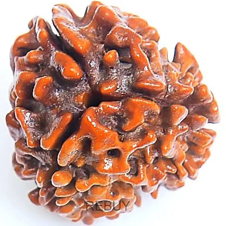 Original 3 Mukhi Rudraksha - Prabhuaastha