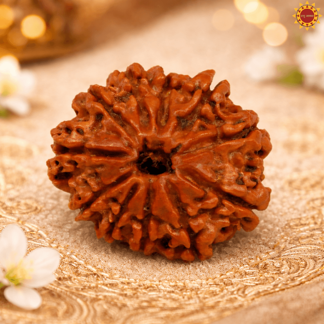 11 Mukhi Rudraksha