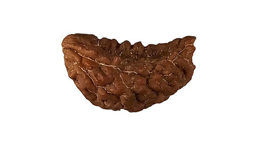 Original Ekmukhi Rudraksha
