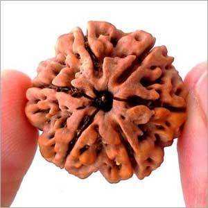 6 Mukhi Rudraksha - Prabhuaastha