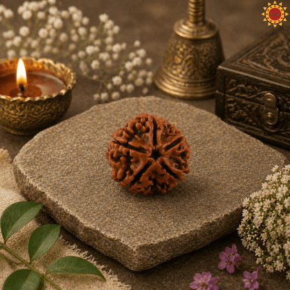 5 Mukhi Rudraksha Original With Certificate