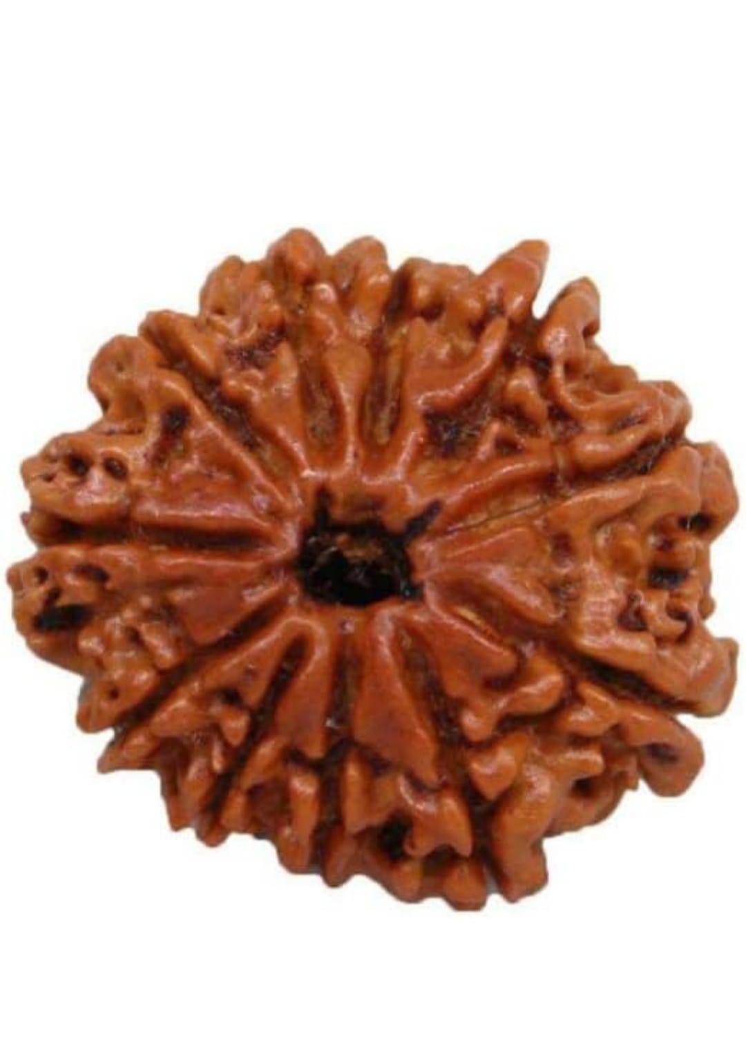 11 Mukhi Rudraksha