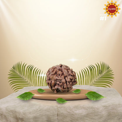 4 Mukhi Rudraksha