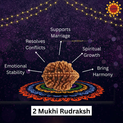 2 Mukhi Rudraksha