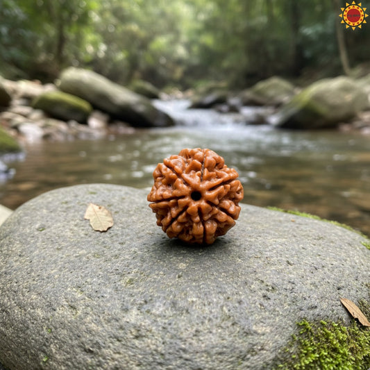 7 Mukhi Rudraksha