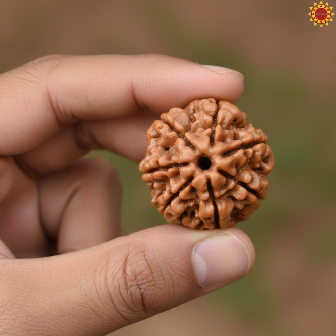 7 Mukhi Rudraksha