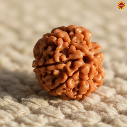 7 Mukhi Rudraksha