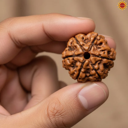 6 Mukhi Rudraksha