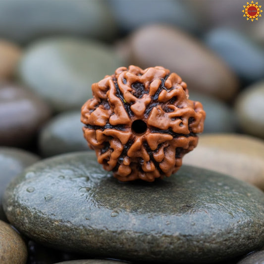 6 Mukhi Rudraksha