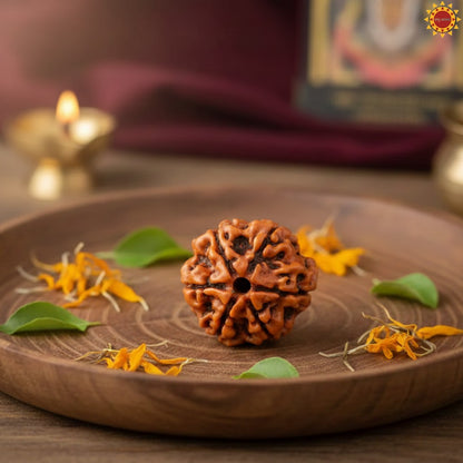 6 Mukhi Rudraksha