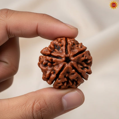 5 Mukhi Rudraksha Original With Certificate