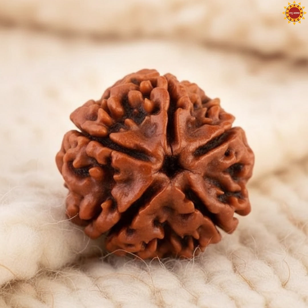 5 Mukhi Rudraksha Original With Certificate