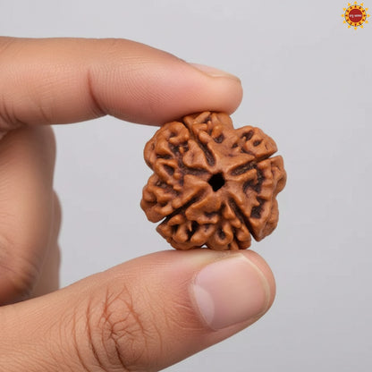 4 Mukhi Rudraksha
