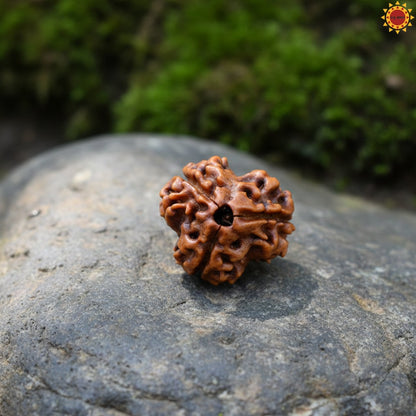 Original 3 Mukhi Rudraksha