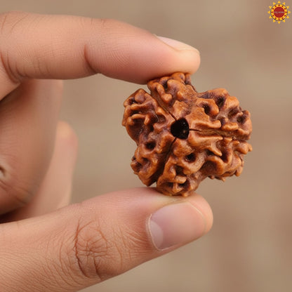 Original 3 Mukhi Rudraksha