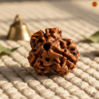 Original 3 Mukhi Rudraksha