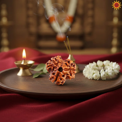 Original 3 Mukhi Rudraksha