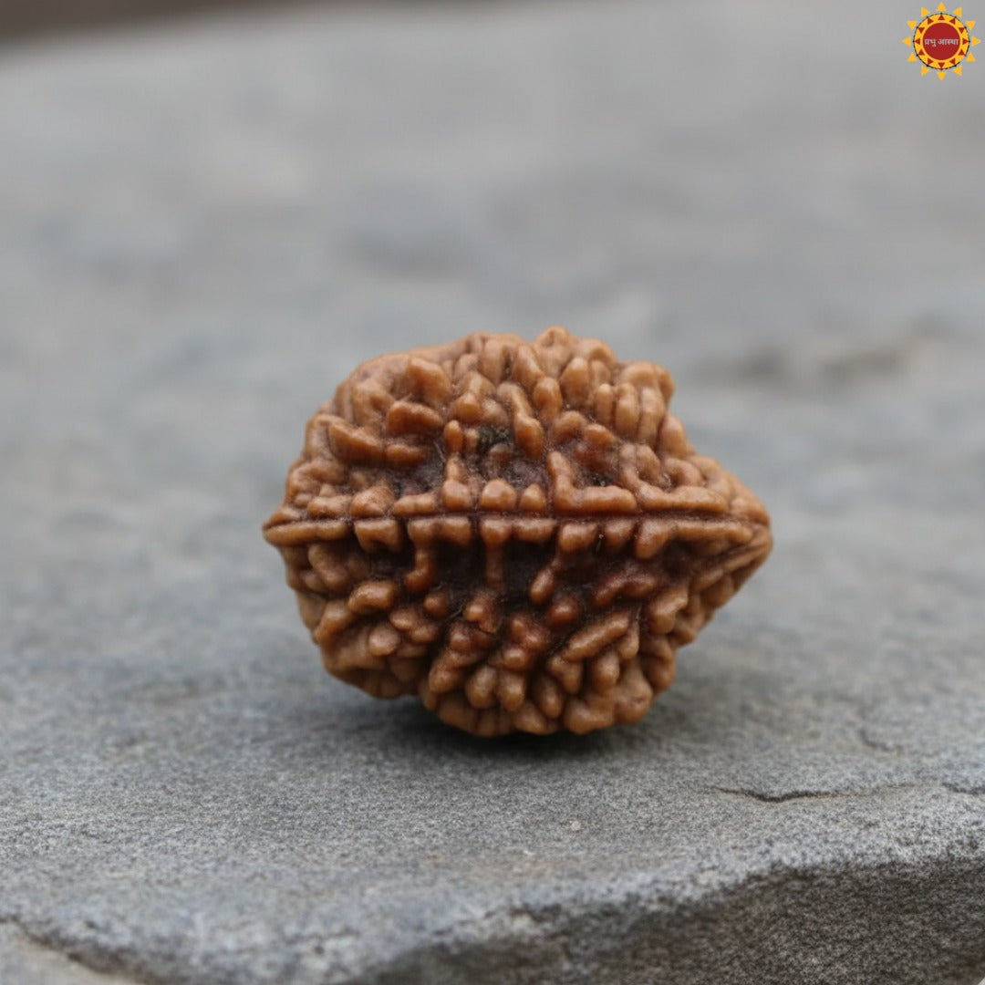 2 Mukhi Rudraksha