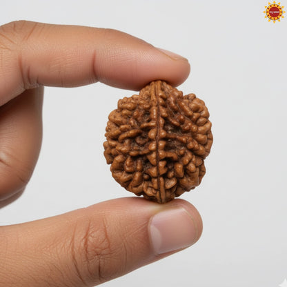 2 Mukhi Rudraksha