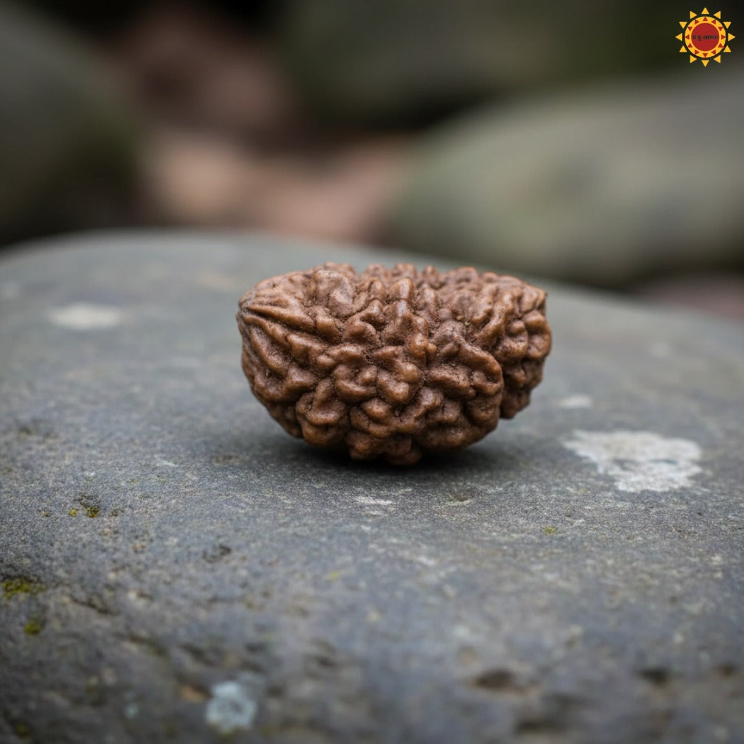Original 1 Mukhi Rudraksha