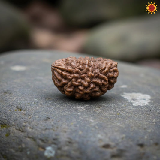 Original 1 Mukhi Rudraksha