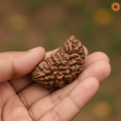 Original 1 Mukhi Rudraksha