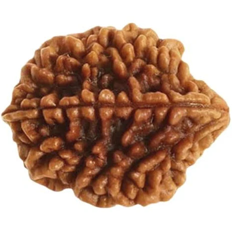 2 Mukhi Rudraksha